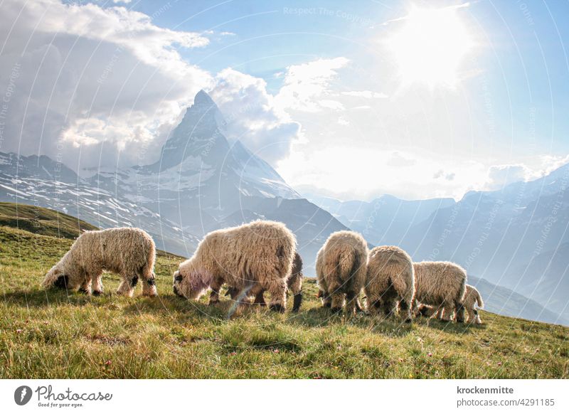 Schafherde weidet vor dem Matterhorn in der Schweiz Sonnenstrahlen Lichterscheinung Silhouette Kanton Wallis wandern Tiergruppe Schneebedeckte Gipfel Nutztier