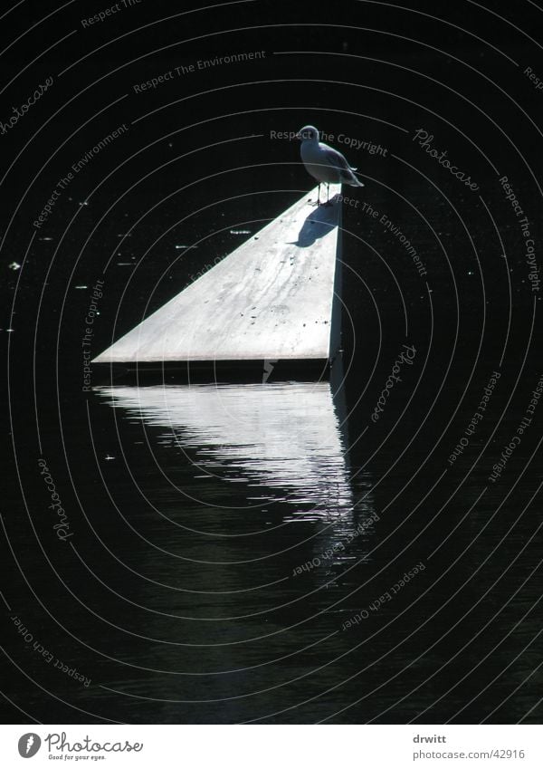 Taube Dreieck Gegenlicht Reflexion & Spiegelung Vogel Park Verkehr Pyramide Wasser
