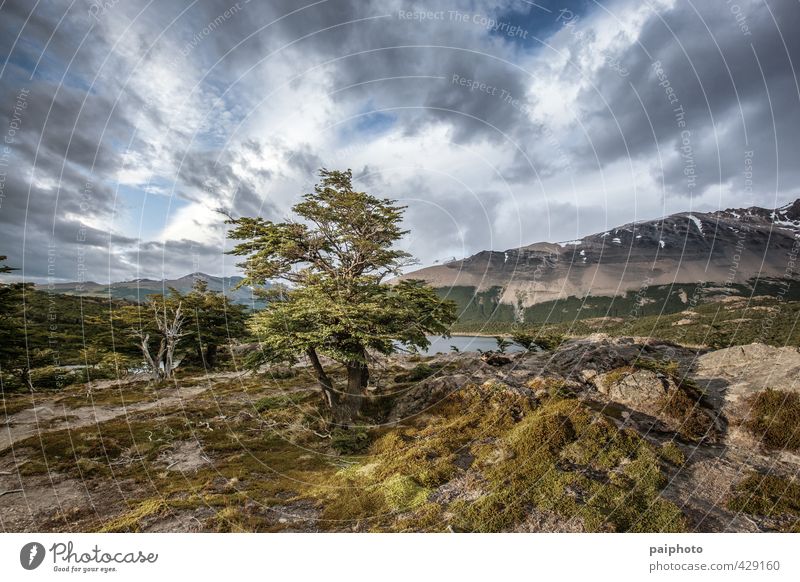 von Wolken umrahmter Baum Abenteuer Argentinien ruhig Chile Farbe mehrfarbig Wald wandern Mond Mondaufgang Berge u. Gebirge Nacht Patagonien unverdorben rein