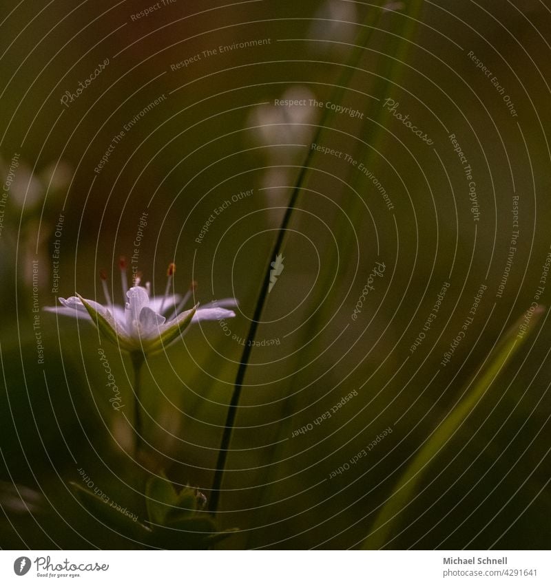 Kleine weiße Blume im Gras klein Makroaufnahme Nahaufnahme Natur Pflanze Schwache Tiefenschärfe weisse blume