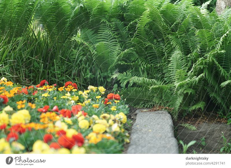 Garten Gestaltung mit grünem Farnkraut, roten und gelben Blumen und einer Mauer als Sitzgelegenheit Knutschecke Park Beet Frühling Natur Pflanze Sommer