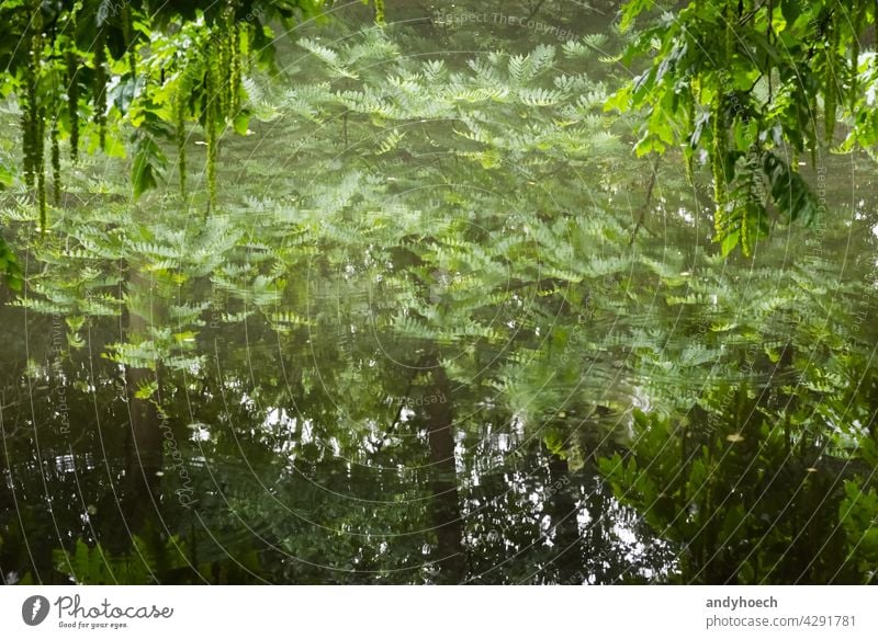 Bäume spiegeln sich in einer glatten Wasseroberfläche abstrakt Hintergrund schön Schönheit hell Windstille Konzept Textfreiraum Umwelt Wald gerahmt frisch grün