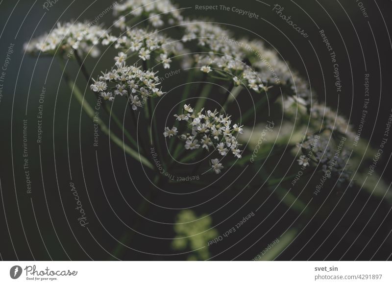 Aegopodium podagraria, Geißfuß, Gewöhnlicher Giersch, Giersch. Weiße Blüten der blühenden Schirmpflanze  im Freien im Sonnenlicht. Blume weiß Licht Regenschirm