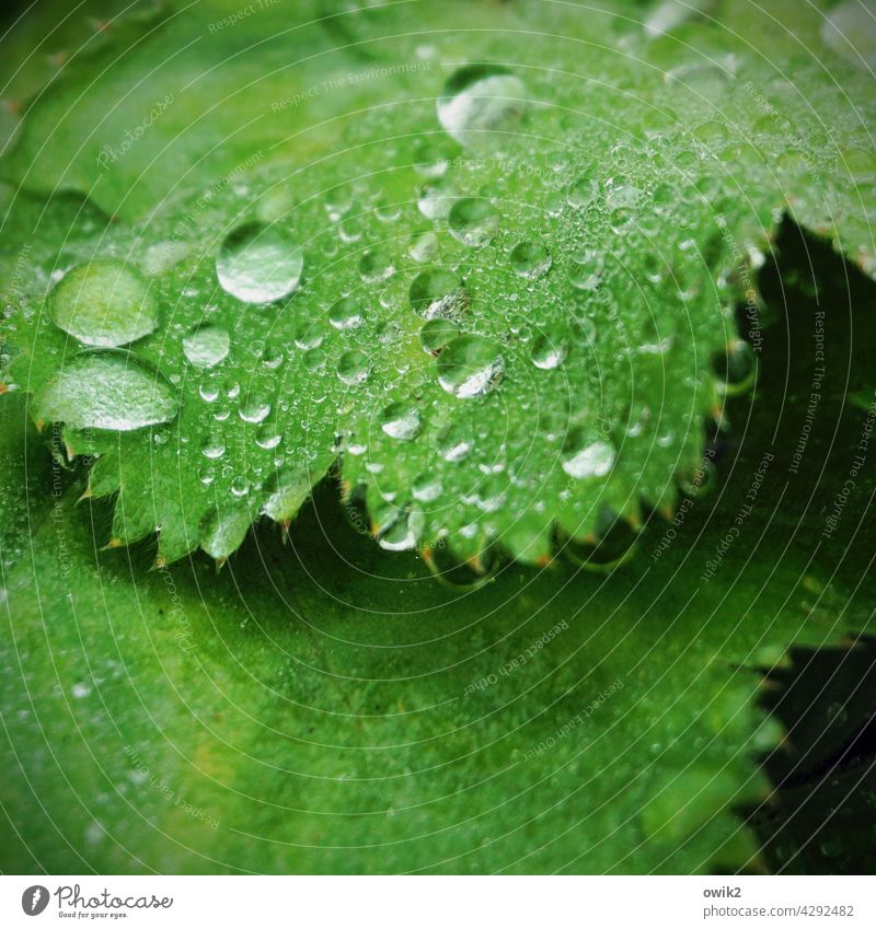 Waschtag Blatt Blattgrün Grünpflanze Wildpflanze Wasser Niederschlag benetzt Tropfen Wasserperlen Regentropfen geheimnisvoll funkeln glänzen leuchtend