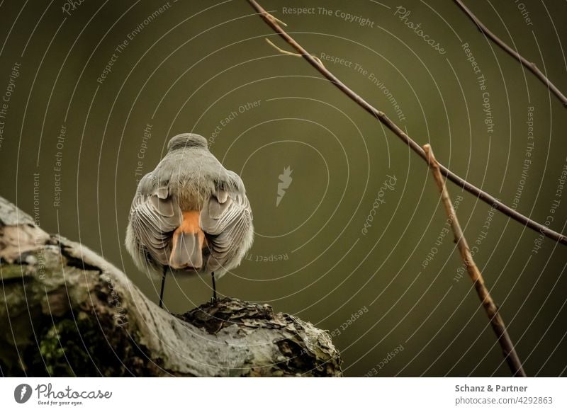 Hausrotschwanz Weibchen Rückansicht Gartenvögel Gartenvogel Tier Rotschwanz Rotschwänzchen Federn Gefieder Baumstamm Natur Vogel Nahaufnahme Außenaufnahme