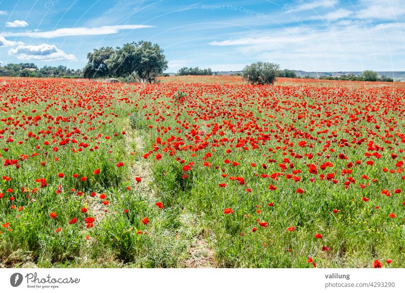 Rote Mohnblumen in einem Feld, Frühling Hintergrund kastilla la mancha Spanien schön Schönheit Blütezeit Farbe Landschaft dekorativ Umwelt Flora geblümt Blume