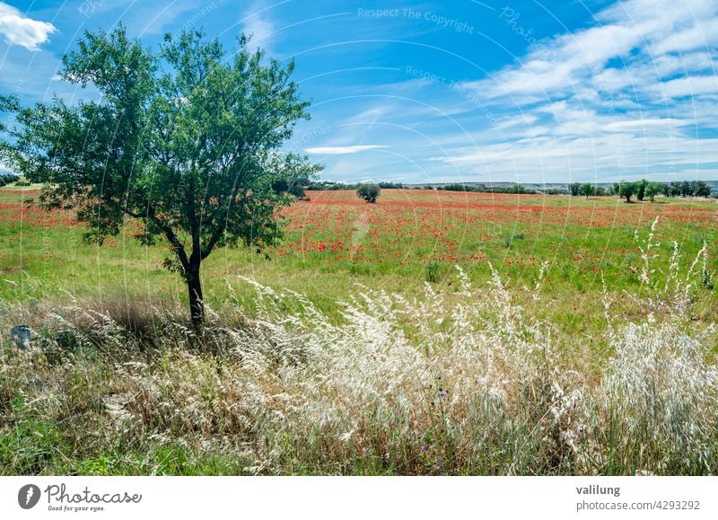 Rote Mohnblumen in einem Feld, Frühling Hintergrund kastilla la mancha Spanien schön Schönheit Blütezeit Farbe Landschaft dekorativ Umwelt Flora geblümt Blume