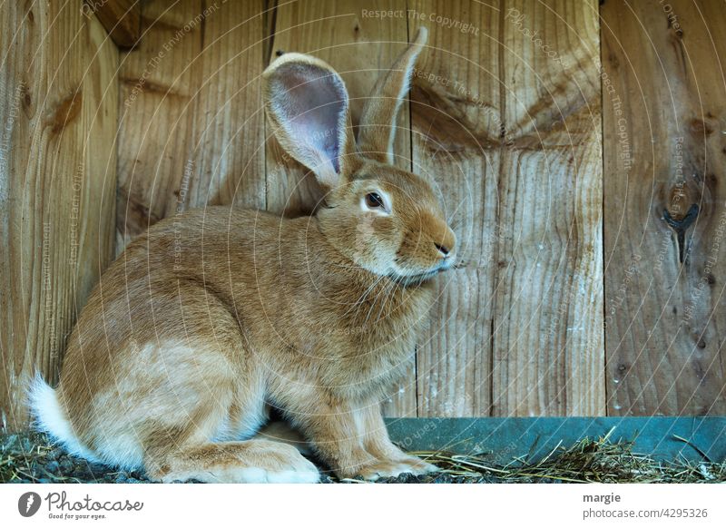 Hase im Stall Hase & Kaninchen Ostern Tier Totale Zentralperspektive Menschenleer Nahaufnahme Außenaufnahme Gedeckte Farben Farbfoto Angsthase Streichelzoo