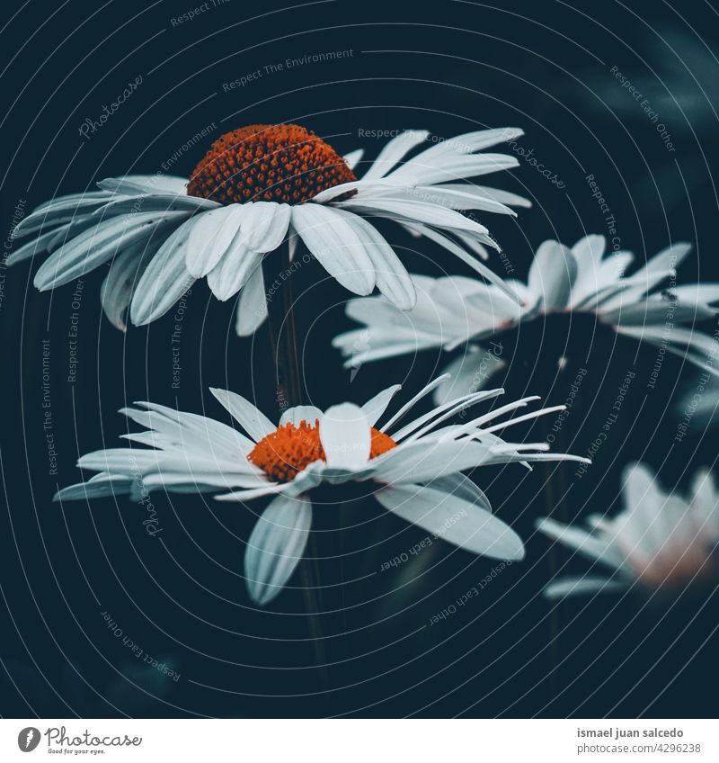 romantische Gänseblümchen-Pflanze im Garten im Frühling Blume weiß Blütenblätter geblümt Flora Natur dekorativ Dekoration & Verzierung Schönheit