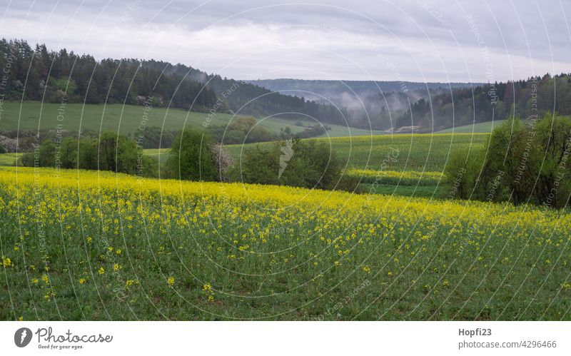 Landschaft im Frühling zur Rapsblüte Natur Nahaufnahme ländlich Feld Ackerboden acre Himmel Baum Außenaufnahme blau Menschenleer Tag Farbfoto Sonnenlicht Wetter