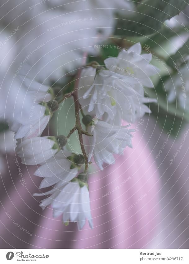 Weiße Blumen in einer rosa Vase Blumen und Pflanzen Stillleben Natur Blüte Frühling Sommer Farbfoto weiß Unschärfe Schwache Tiefenschärfe Nahaufnahme