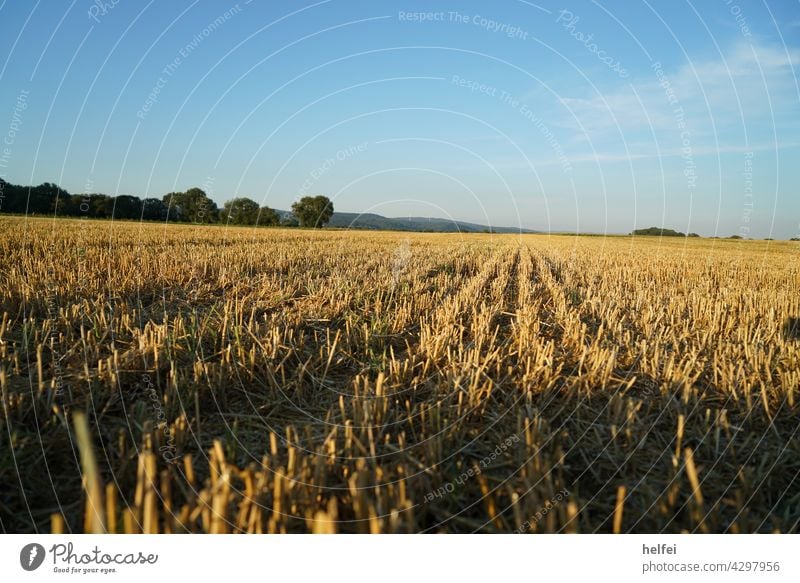 Abgemähtes Getreide Feld im Hochsommer mit bauen Himmel abgemäht Wiese Sommer Landschaft heu landwirtschaft getreidefeld wolken acker himmel Getreidefeld