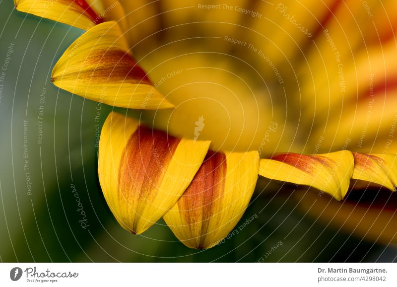 Blütenstand einer Gazanie, nur die Blüten im Vordergrund sind scharf Gazania Mittagsgold Pflanze Blume aus Südafrika Züchtung geringe Tiefenschärfe blühen