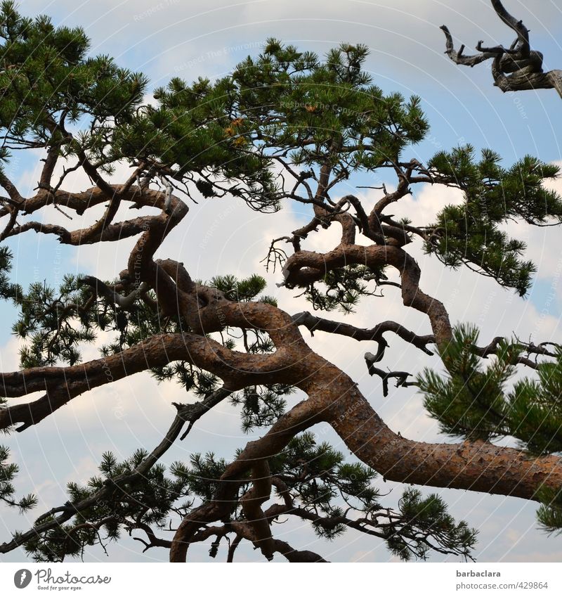 Rauhes Klima Natur Himmel Wolken Sommer Baum Kiefer Wald wild Kraft ästhetisch Bewegung bizarr Überleben Umwelt Wachstum Farbfoto Außenaufnahme Detailaufnahme