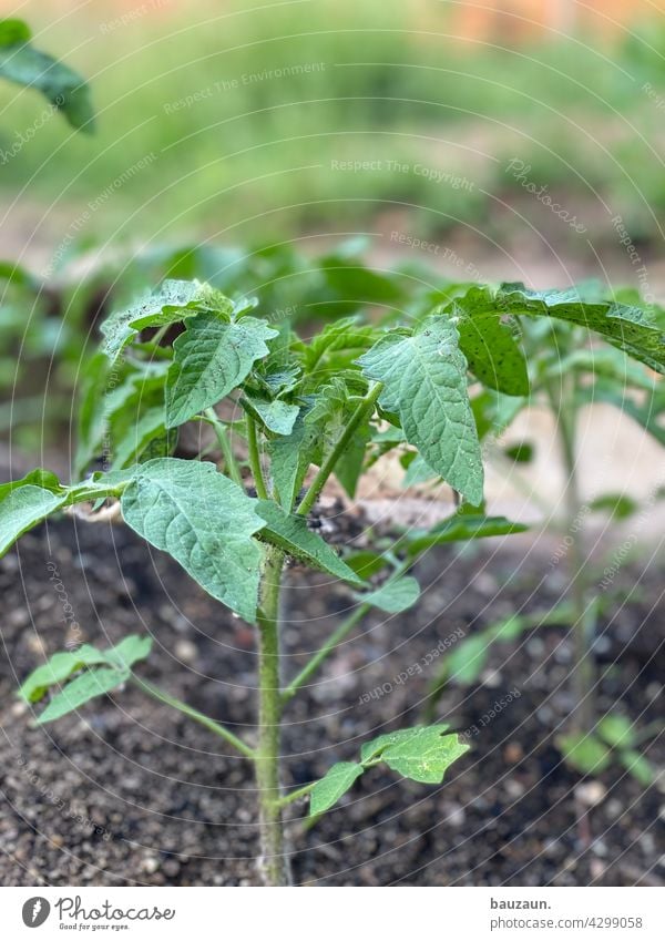tomato. Tomate Tomatenpflanze Tomatenplantage Pflanze Farbfoto Nutzpflanze Gemüse Außenaufnahme Natur grün Garten Wachstum Menschenleer Tag Lebensmittel