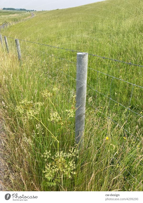 Natur Zaun Blumen grün Pflanze Sommer