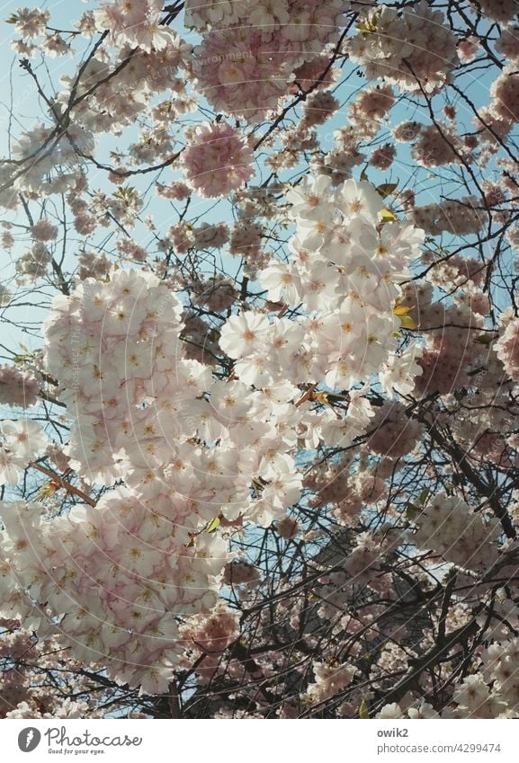 Flauschig Baumblüte Obstbaum Zweig Ast verzweigt Blütenblatt Reifezeit Blühend weiß Luft Frühling Holz üppig (Wuchs) Außenaufnahme Duft Detailaufnahme Natur