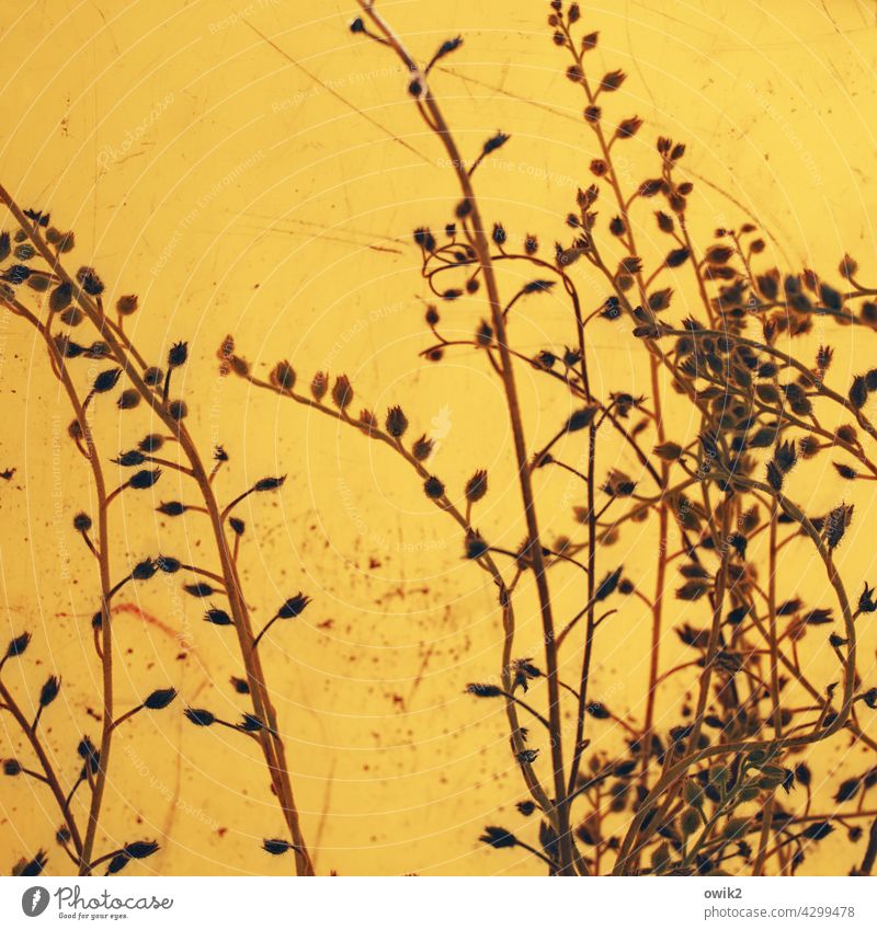 Alles im Eimer Vergissmeinnicht Blume Raublattgewöchse Natur Pflanze Flora natürliches Licht anmutig zierlich nah Gartenpflanzen Vergißmeinnicht Blüte Farbfoto