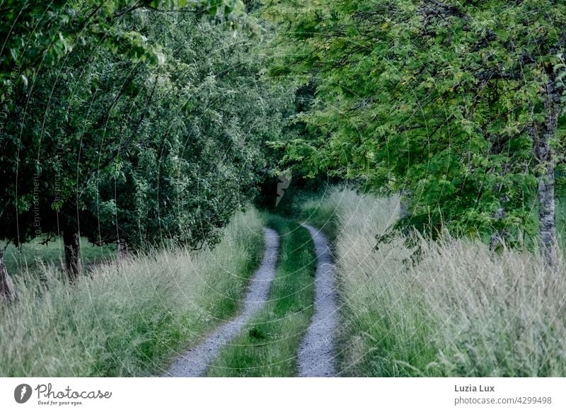 Ein Feldweg führt ins tiefe Grün Wirtschaftsweg Weg grün Wiese Bäume Sommer ländlich Gras dunkelgrün hellgrün Grüntöne Spuren Wiesen Felder Biegung Landschaft