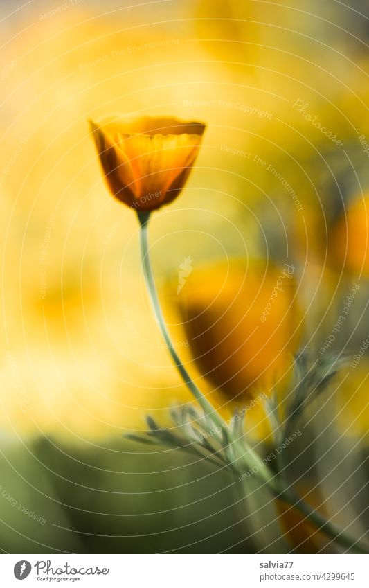 gelb-orange leuchtet der Kalifornische Mohn im Gegenlicht Blumen Blüten Sommer Kalifornischer Mohn Natur Blühend Duft pastell Mohnblüte Garten leuchtende Farben