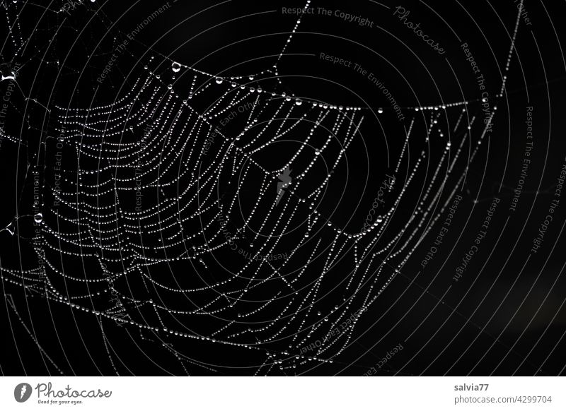 Taufänger Natur Spinnennetz Wassertropfen Schwarzweißfoto Makroaufnahme Netz Tropfen nass Menschenleer filigran Kontrast