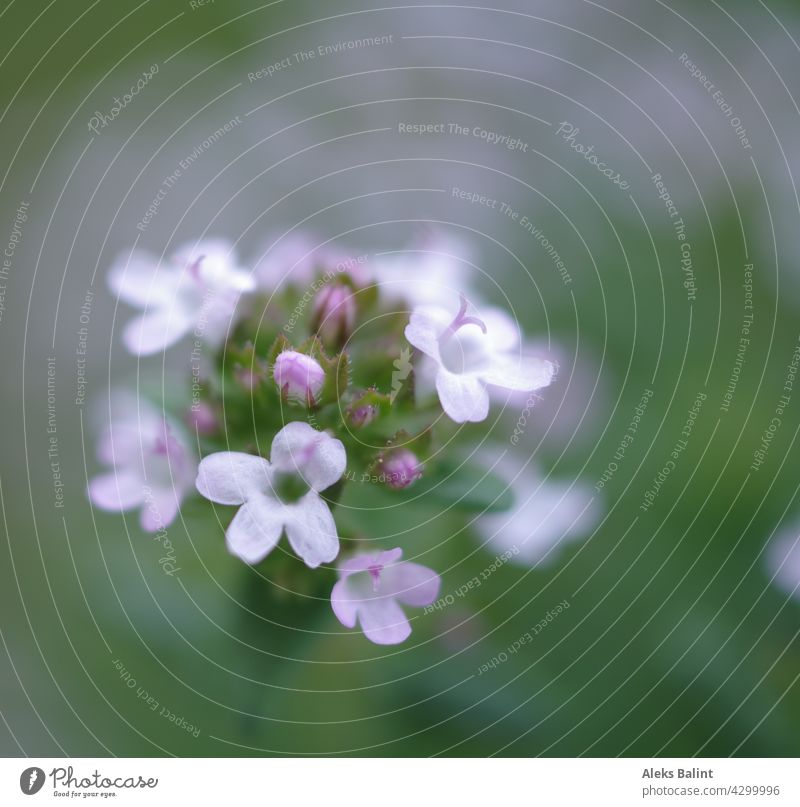 Brombeerblüte Detailaufnahme Makroaufnahme Blüte Nahaufnahme Farbfoto Außenaufnahme Blühend Pflanze Sommer