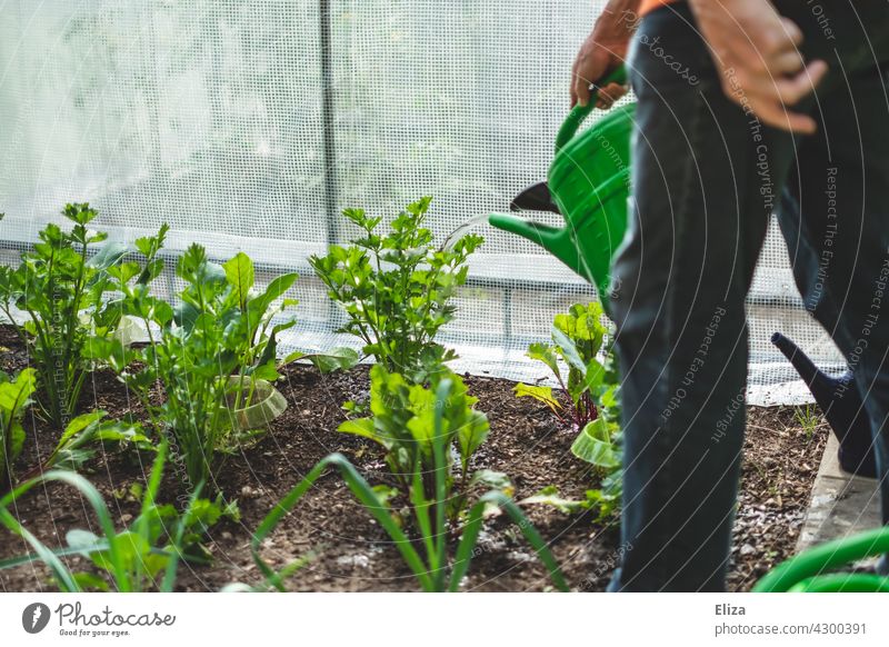 Ein Mann gießt die Gemüsebeete im Garten mit einer Gießkanne wässern gießen Sommer Wasserschlauch Gartenarbeit Gärtner Bewässerung grün Pflanze Beete