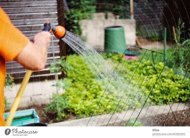 Ein Mann gießt die Gemüsebeete im Garten mit einem Gartenschlauch wässern gießen Sommer Wasserschlauch Gartenarbeit Gärtner Bewässerung grün Pflanze Beete