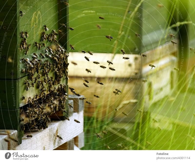 Die fleißigen Bienchen fliegen zum Bienenstock und sammeln sich dort um Nachrichten auszutauschen. Insekt Sommer Natur Honigbiene Tier Pflanze Garten Farbfoto