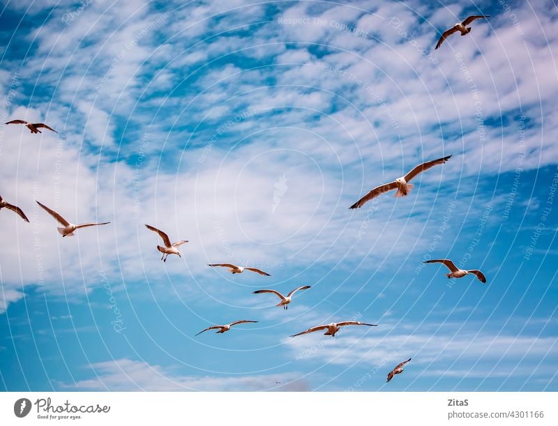 Möwen fliegen in den leuchtend blauen Himmel Air MEER Fliege Wolken Cloud weiß Tier Vogel Flügel im Freien Natur Schwarm Möwenschwarm Vögel