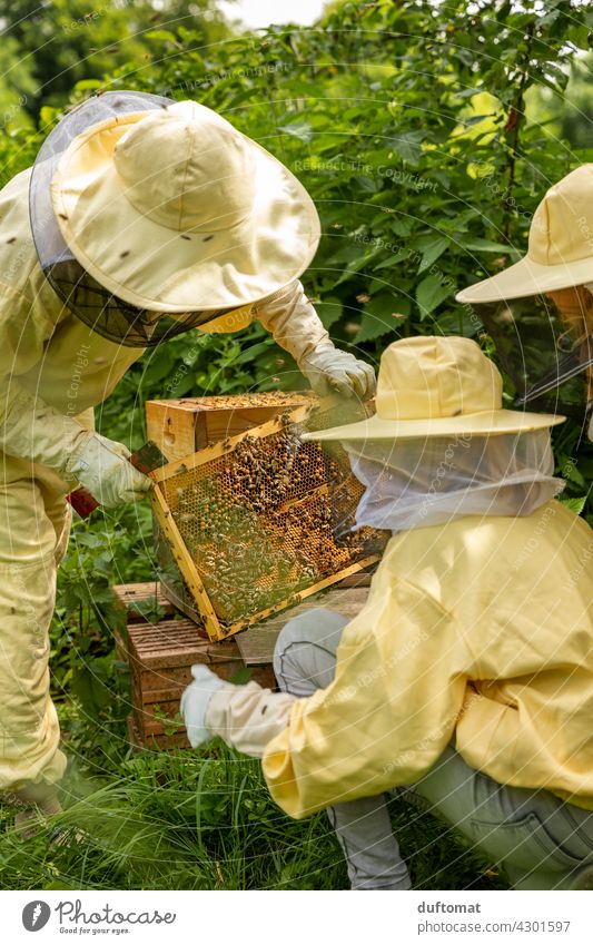 Schulung am offenen Bienenstock, Menschen in Imkeranzug Natur natürlich Insekt Insekten Tier Paar Schutzanzug tiere Tiere in der Wildnis Pollen befühlen