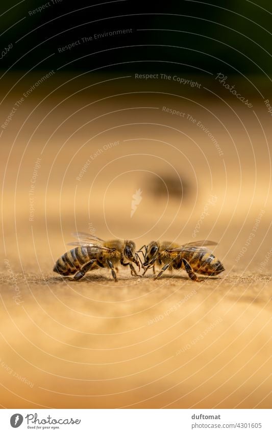 Makro Foto zweier Bienen die sich abtasten Zwei Natur natürlich Insekt Insekten Tier Makroaufnahme Paar Nahaufnahme Flügel tiere Tiere in der Wildnis Pollen