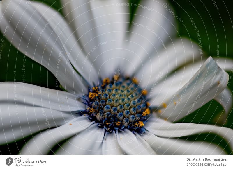 Osteospermum, Kapkörbchen, weißer Blütenstand Blume Sorte Sommerblume Sommerblüher Balkonblume Pflanze aus Südafrika Züchtung Auslese