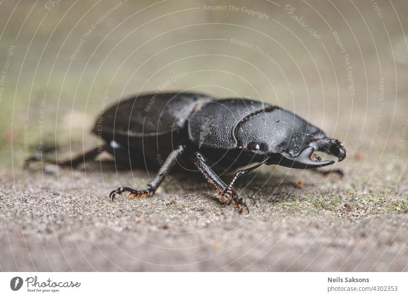 Dorcus parallelipipedus, der Kleine Hirschkäfer, ist eine in Europa vorkommende Hirschkäferart Insekt Makro Wirbellose Wanze Coleoptera Natur Fauna schwarz
