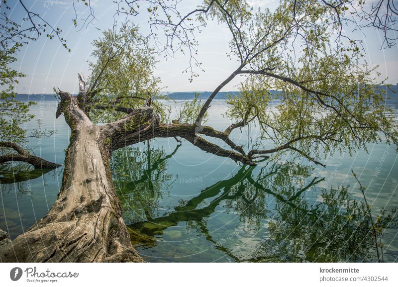 Baumast mit grünen Blättern ragt in den Bielersee auf der St. Peterinsel See Spiegelung Natur Wasser Reflexion & Spiegelung Himmel Umwelt Menschenleer ruhig