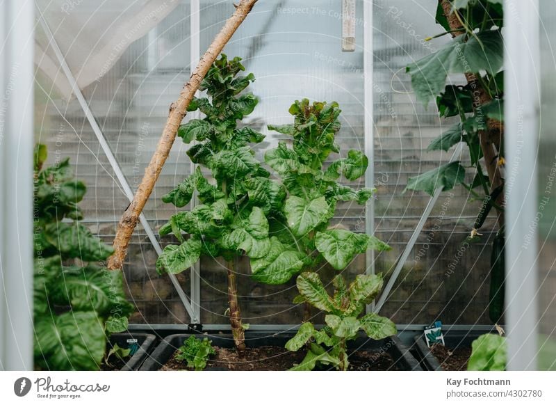 Wachsender Kopfsalat im Glashaus Ackerbau Essen Landwirtschaft Lebensmittel Lebensmittelgruppe frisch Frische Garten Gartenarbeit Gewächshaus wachsen gewachsen