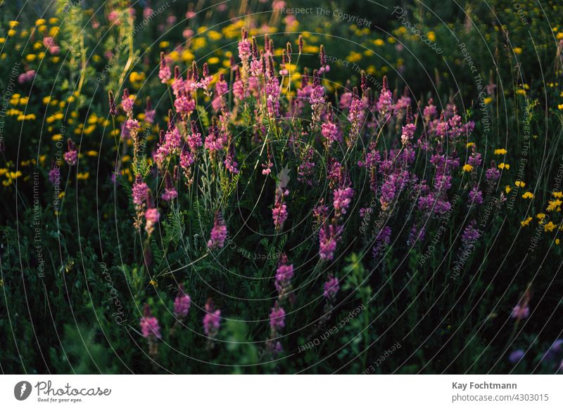 rosa Wildblumen auf Wiese Überfluss Hintergrund Hintergründe schön Schönheit in der Natur Blütezeit Überstrahlung Windstille Farbe farbig farbenfroh Landschaft