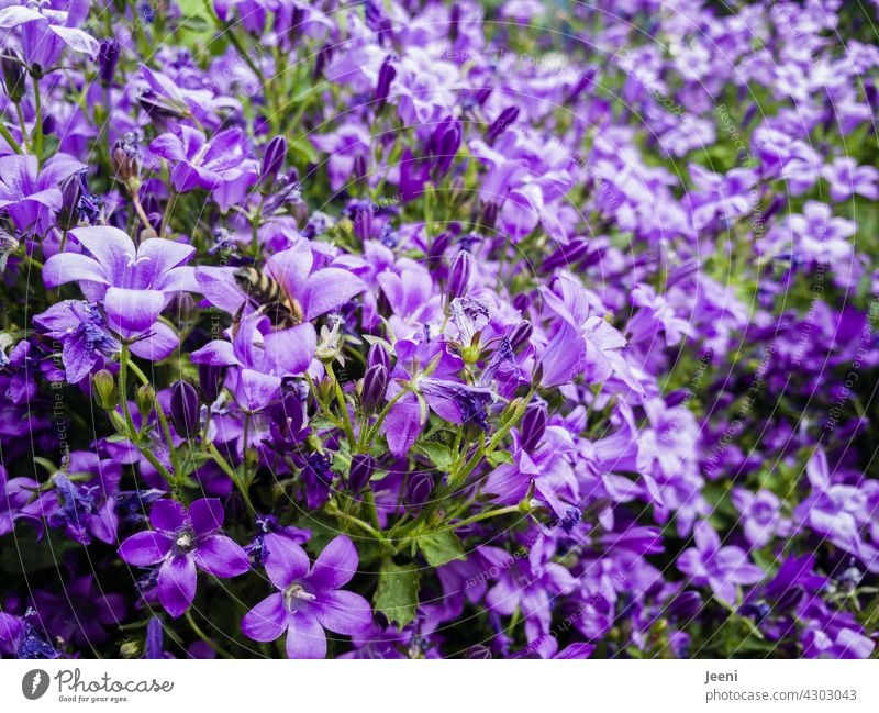 Ein Glockenblumen-Paradies für Bienen Blume Blüte Garten Pflanze Sommer Frühling blau violett lila Duft Summen Gartenpflanzen Insektenschutz bestäuben Umwelt