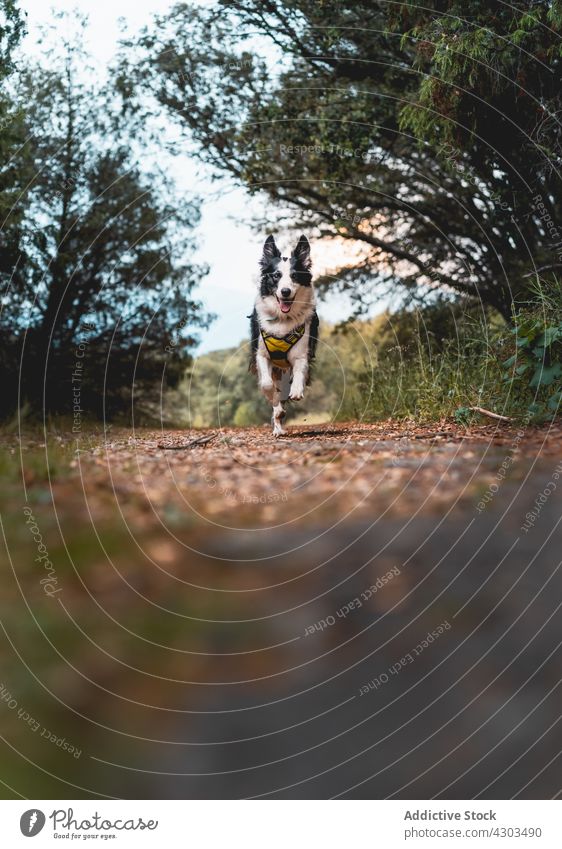 Nahaufnahme eines Border Collie Hundes, der durch den Wald läuft Welpe niedlich Tier Eckzahn Haustier bezaubernd Porträt jung Säugetier Natur heimisch