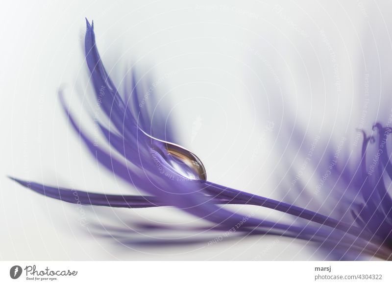 Ist doch kein Grund traurig zu sein. Tränenförmiger Tropfen auf Blütenblatt einer Flockenblume (Carduoideae) dünn violett Wassertropfen Reinheit