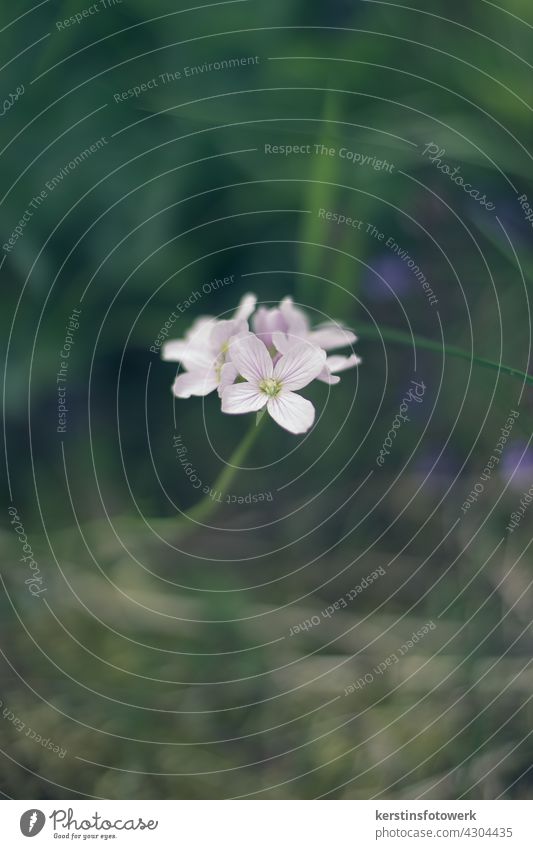 Wiesenschaumkraut im Gras entdeckt lila Blume Blüte Makroaufnahme Natur Farbfoto Garten Schwache Tiefenschärfe Frühling violett Blühend Pflanze Nahaufnahme