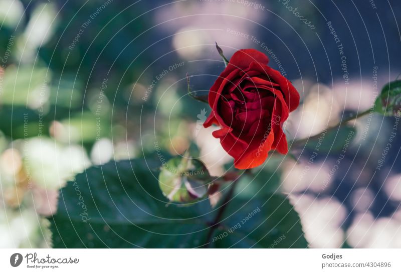 Rote Rose | grün, gelb, rot Blume Farbfoto rosa Außenaufnahme Nahaufnahme Blütenblatt natürlich Romantik Liebe Pflanze Dekor Natur Hintergrundbild schön dunkel