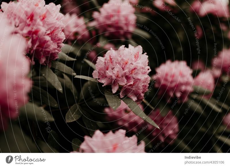 Rosa Rhododendron-Blütenköpfe auf Stiel mit grünen Blättern an einem Busch. Florale Nahaufnahme, Makroaufnahme. rosa rhododendron Blume Blumen Natur Frühling