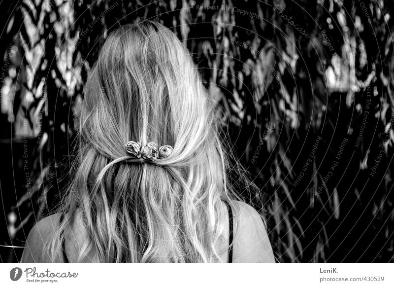 Blumenknoten Haare & Frisuren Friseur Junge Frau Jugendliche 1 Mensch 18-30 Jahre Erwachsene Natur Baum Rose Blüte Trauerweide Accessoire blond langhaarig