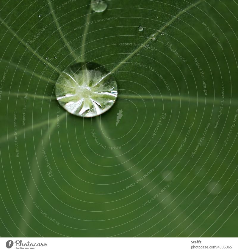 Guttationstropfen auf einem Frauenmantelblatt Wassertropfen Tropfen Blatt Alchemilla Heilpflanze Tropfenbild Blattadern netzartig spinnenartig minimalistisch