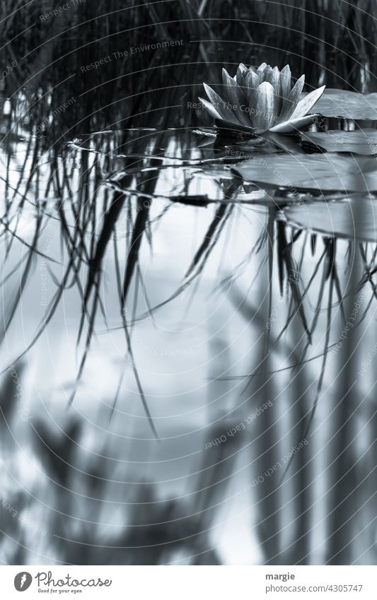 Teichrose im See Natur Außenaufnahme Pflanze Menschenleer Blatt Wasser Reflexion & Spiegelung Wasseroberfläche Wasserspiegelung Umwelt Idylle Unschärfe