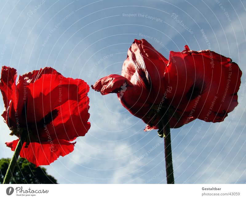 Riesenmohn Mohn Blume rot Gegenlicht welk Blüte gestaltbar Himmel