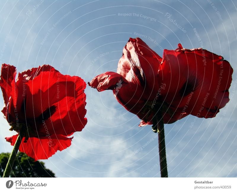 Riesenmohn Mohn Blume rot Gegenlicht welk Blüte gestaltbar Himmel