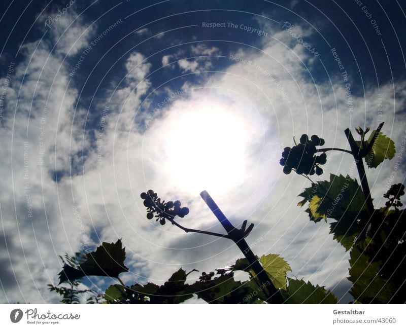 unreife Früchtchen Weintrauben grün Wolken gestaltbar Berge u. Gebirge Himmel blau