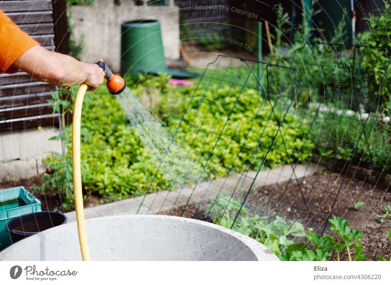 Eine Person gießt mit einem Gartenschlauch den Garten gießen Bewässerung Wasser Gartenarbeit Gärtner Wasserschlauch Sommer grün Pflanzen Beete Gemüsegarten